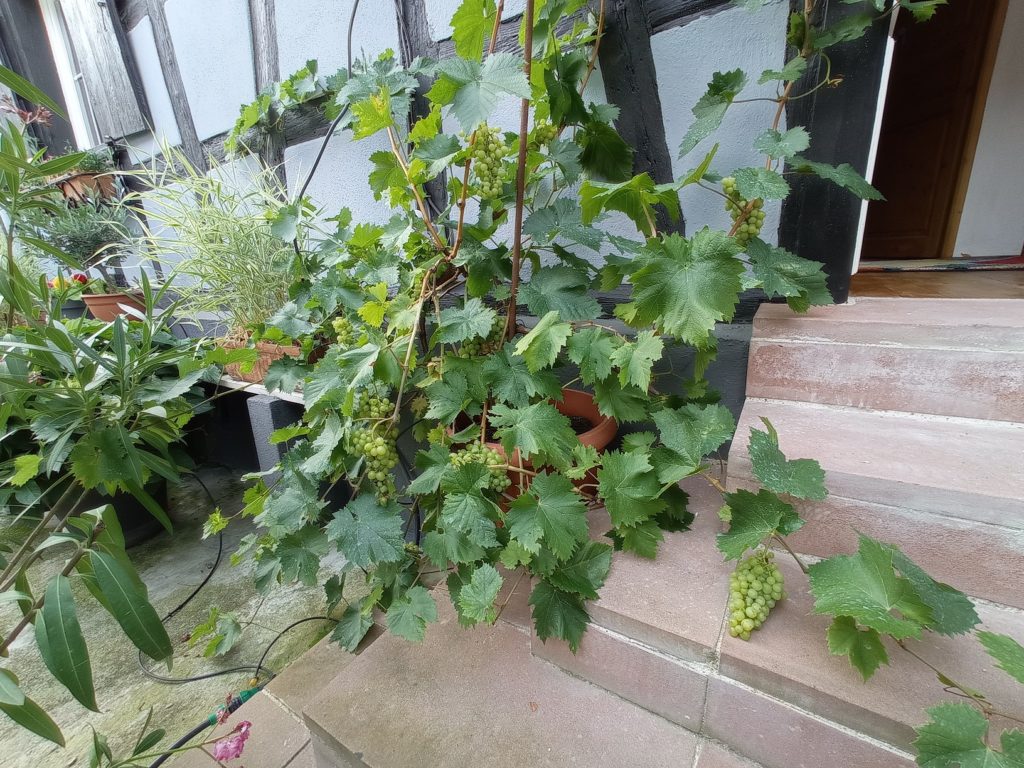 La Cigogne Dorée Vigne Jardin