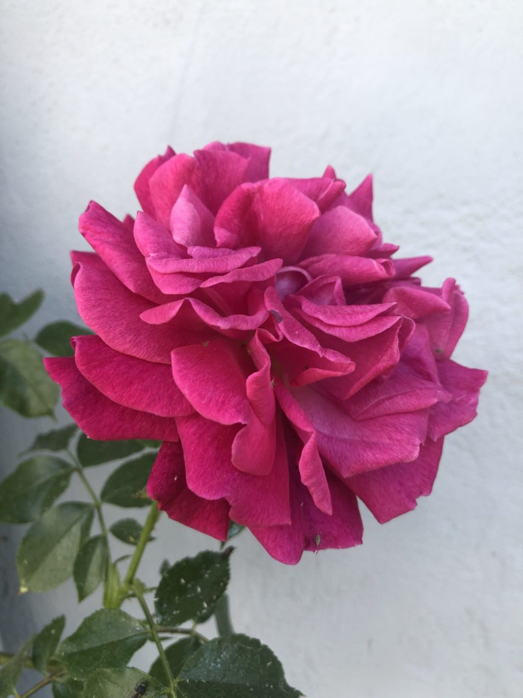 La première rose