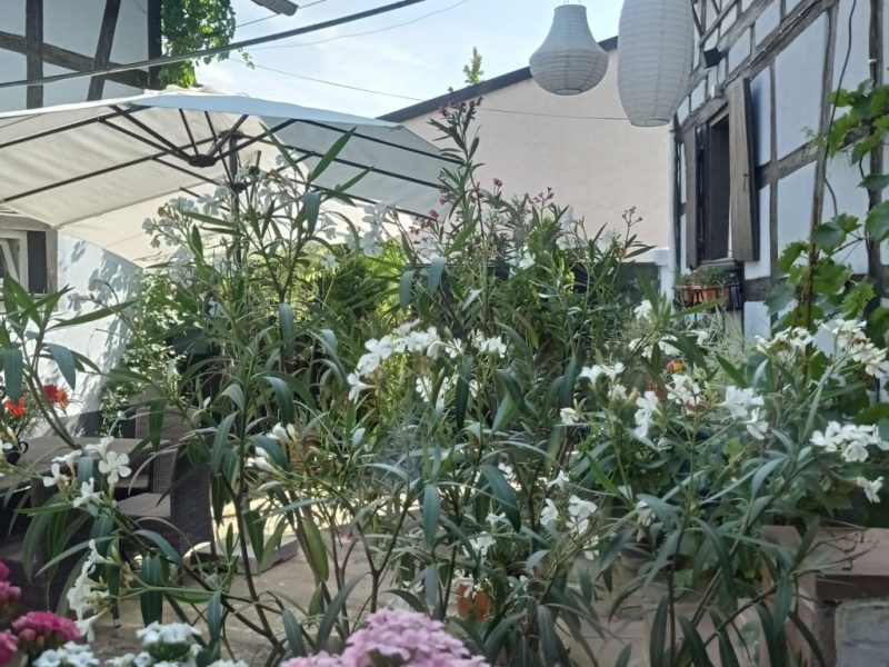 La Cigogne Dorée Jardin
